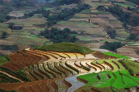 Terraced rice fields in Sapa Vietnam