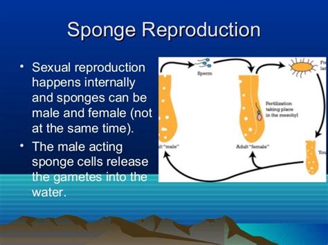 Sponge reproduction notes