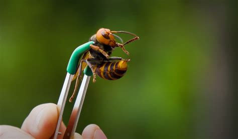 A man let a murder hornet sting him on purpose and the video is insane ...