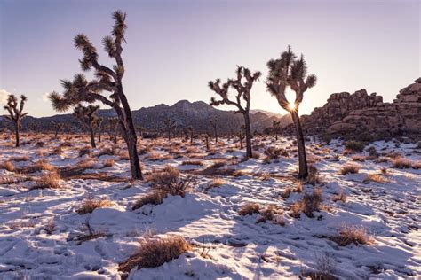 Your Guide to Visiting Joshua Tree National Park in the Winter ...