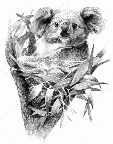 Koala bear isolated on white background. Pencil drawing, monochrome image Stock Photo by ...