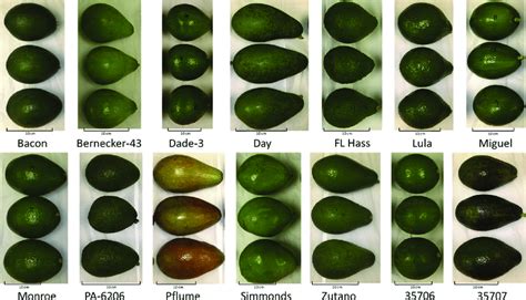 Color and shapes of 14 avocado genotypes used in the study. Color... | Download Scientific Diagram