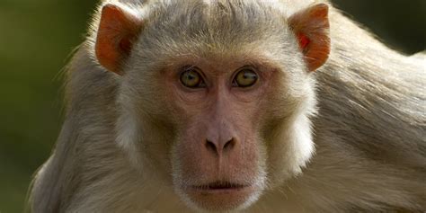 Year of the Monkey: Primate Research under the microscope in UK and US ...