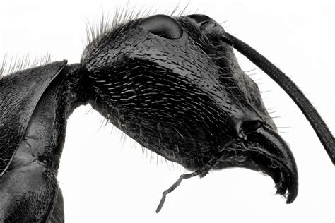 Giant Black Ant Photograph by Donald Jusa - Pixels