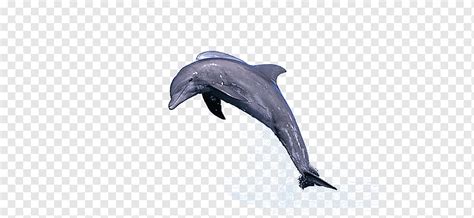 Gray dolphin, Common bottlenose dolphin Jumping Porpoise Cetacea, dolphin, marine Mammal, mammal ...