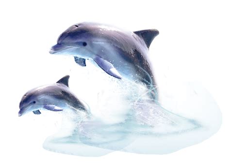 Cute Jumping Dolphin Download Transparent PNG Image