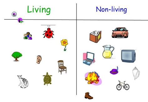 Living And Non Living Things Chart