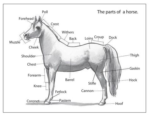 36+ Horse Body Parts Coloring Pages | Free Wallpaper