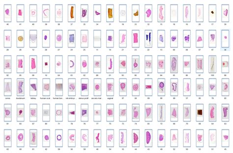 100pcs human histology slides, university standard, human histology slides wholesale supplier ...