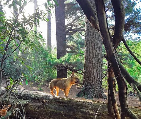 Exploring the Beauty of Newlands Forest Hiking Trail: A Nature Lover's ...