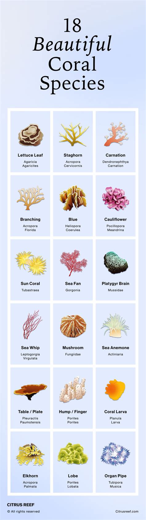 Types Of Coral - qeqe