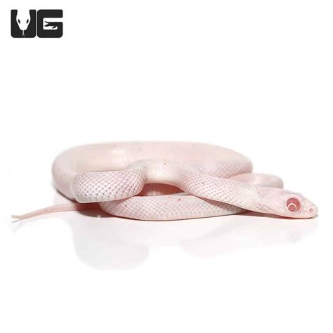 Baby Palmetto Cornsnake For Snake - Underground Reptiles