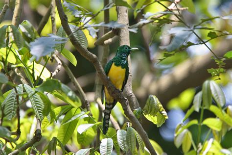 African Emerald Cuckoo in jungle photo and wallpaper. All African ...