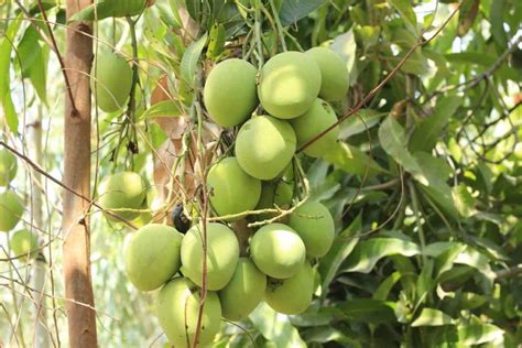 A Guide to Understanding Mango Tree Propagation: From Seed, Cuttings, Grafting, and Budding