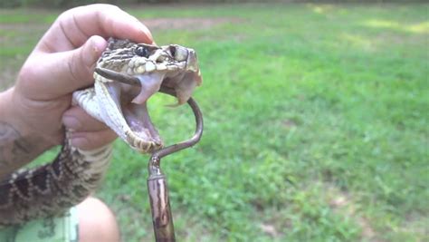 Eastern Diamondback Rattlesnake (Crotalus Adamanteus) With Deadly Venom Dripping From Fangs, A ...