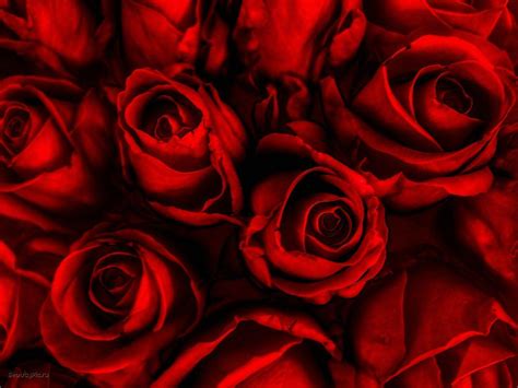 Red Roses Backgrounds - Wallpaper Cave