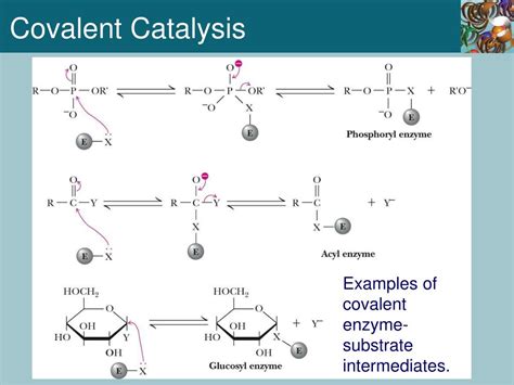 PPT - Chapter 14 Mechanisms of Enzyme Action PowerPoint Presentation, free download - ID:4711203