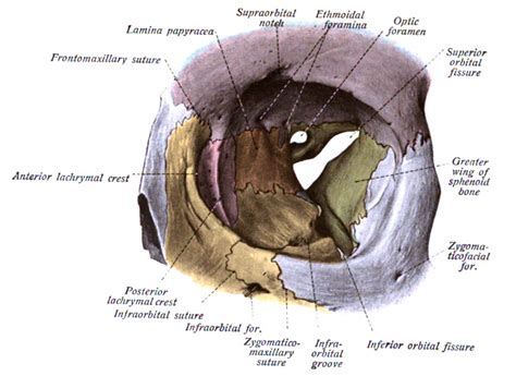 superior orbital fissure #Anatomy | Skull anatomy, Anatomy, Human ...