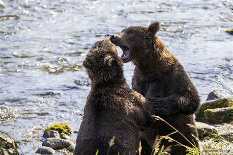 Bear Viewing in Alaska - Best Places, Tours & Tips