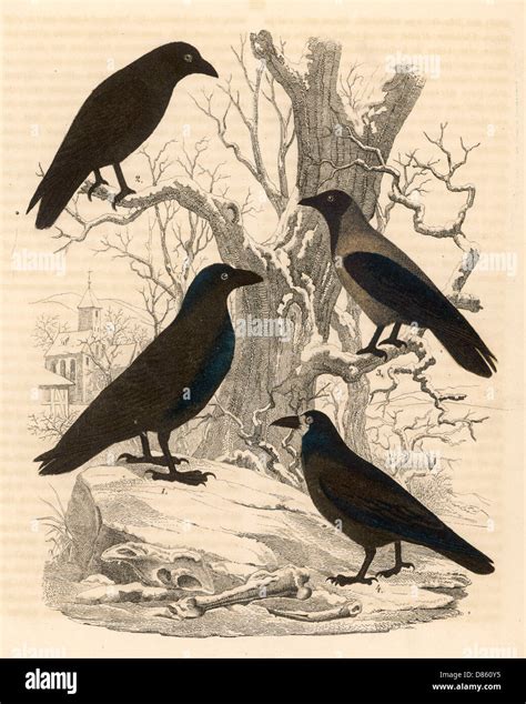 Corvidae family hi-res stock photography and images - Alamy