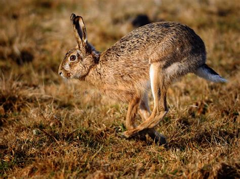 European Hare stock photo. Image of grass, single, mammal - 13466928