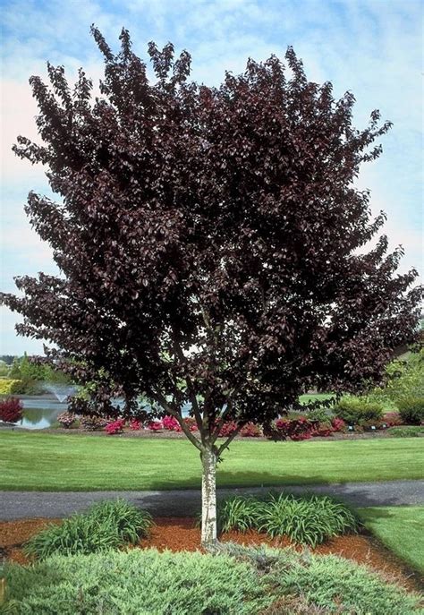 Newport Plum | Ornamental trees, Purple leaf plum tree, Purple plum tree