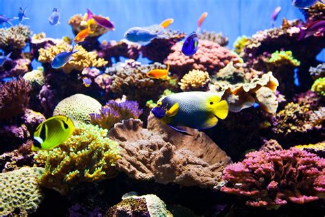 What Makes a Saltwater Aquarium a Reef Tank?