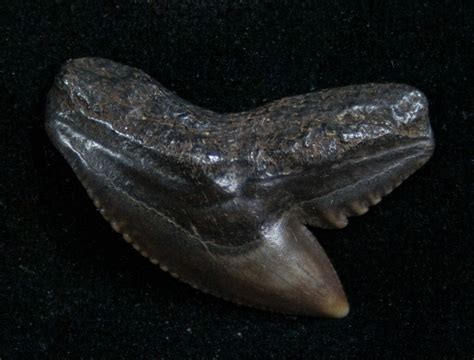 Fossil Tiger Shark Tooth From Georgia - .97" (#7654) For Sale - FossilEra.com