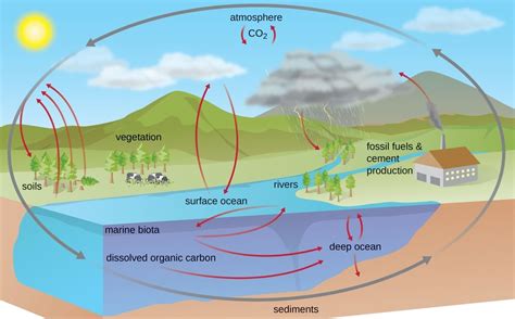 Carbon Cycle: Steps, Examples, Significance, Human Impacts