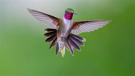 Hummingbird Flying Up