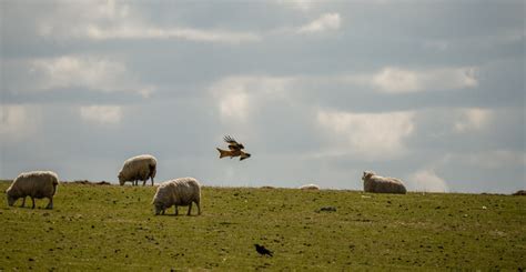 "Welsh Mountain Sheep" Images – Browse 2,081 Stock Photos, Vectors, and ...