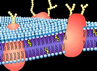 Fluid Mosaic Model Animation