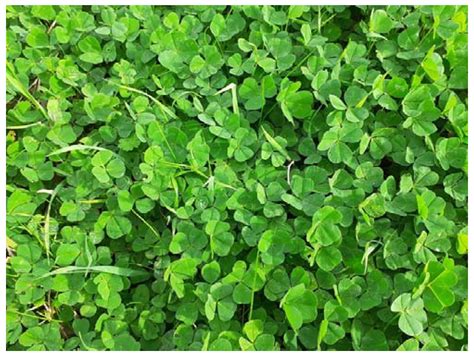 Plants | Free Full-Text | Subterranean Clover and Sulla as Valuable and Complementary Sources of ...