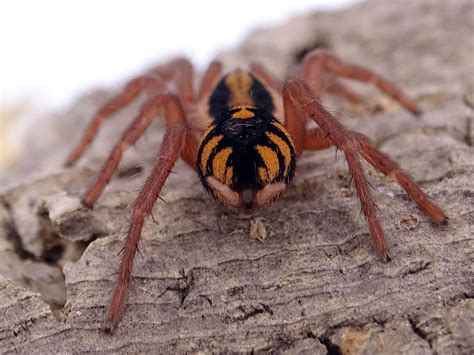 Goliath Birdeater (Theraphosa blondi) Care Sheet | Keeping Exotic Pets