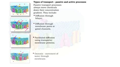 Type of Transport - Active and Passive Processes - YouTube