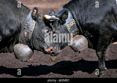 Eringer cows locking horns during a cow fight, tradition, heritage from ...