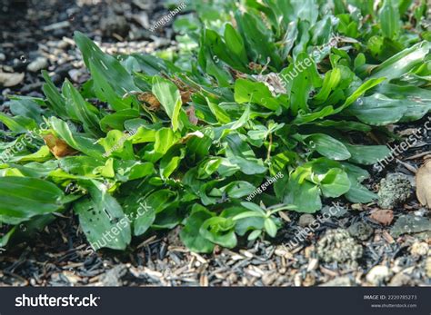 Green Grass Texture Background Green Lawn Stock Photo 2220785273 ...