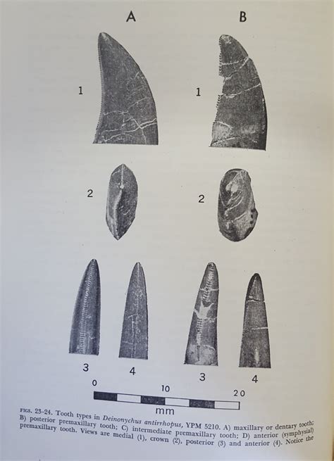 deinonychus tooth - Is It Real? How to Recognize Fossil Fabrications ...