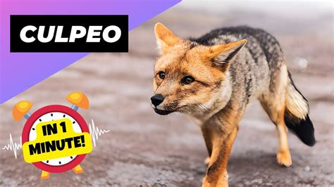 Culpeo 🦊 A Wild Dog You Didn't Know Existed | 1 Minute Animals - YouTube