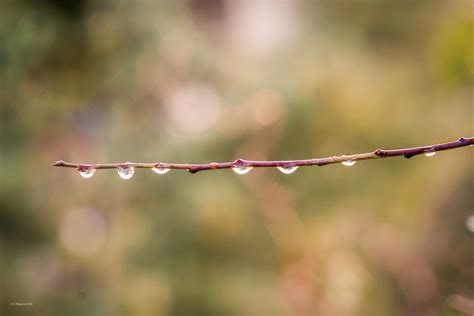 Free stock photo of after the rain, autumn, branch