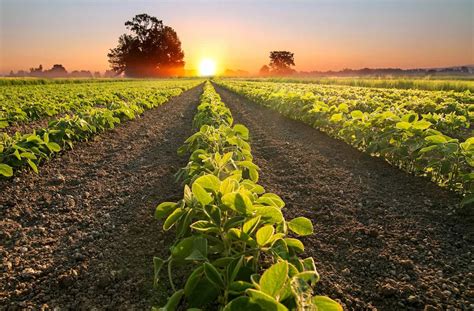 5 Startups Improving Crop Yield Forecasting - Nanalyze