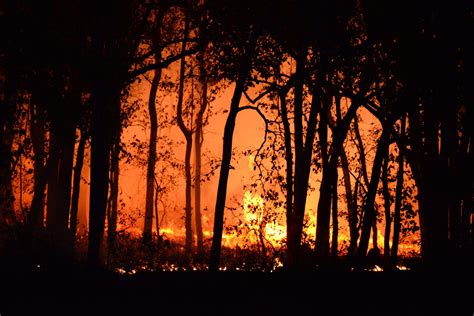 Dampak Pembakaran Hutan Dengan Disengaja