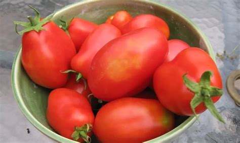 San Marzano Tomato Plants | Growing And Caring Tips