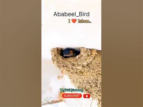 Ababeel Bird's love Islam ♥️#ababil #ababeelbirds #kalimkhan # ...