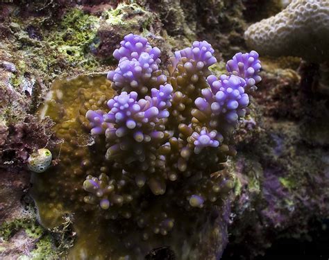 Smart Corals and Dumb Corals | www.messersmith.name/wordpres… | Flickr