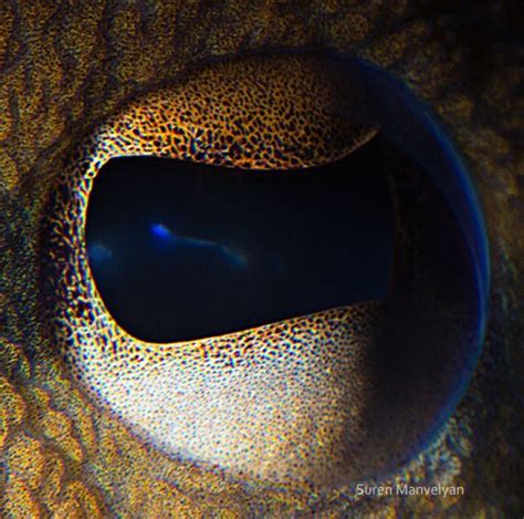 19 Beautiful Close-Up Photos Of Different Animals Eyes - Wow Gallery | eBaum's World