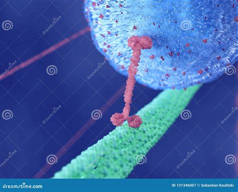 A motor protein stock illustration. Illustration of rendered - 131346007