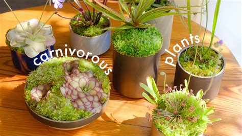 Carnivorous Plants | tour and care, unique houseplants for your collection - YouTube