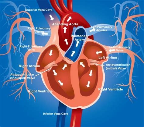 heart blood flow diagram with lungs - Google Search | Human Anatomy ...