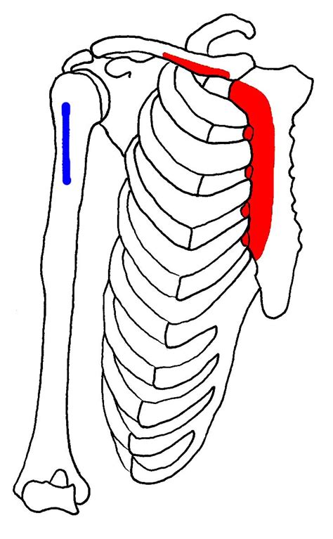 Pectoralis major muscle